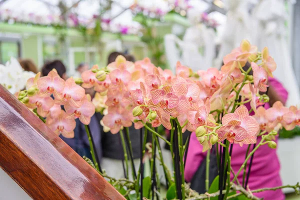 Hermosas orquídeas en Keukenhof park, Lisse, Holanda, Países Bajos — Foto de Stock