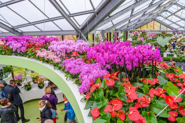 Hermosas orquídeas en Keukenhof park, Lisse, Holanda, Países Bajos — Foto de Stock