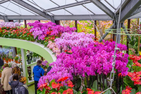 Красивые орхидеи в парке Кеукенхоф, Лиссе, Голландия, Нидерланды — стоковое фото