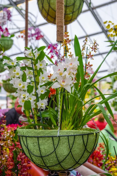 Bellissime orchidee nel parco Keukenhof, Lisse, Olanda, Paesi Bassi — Foto Stock