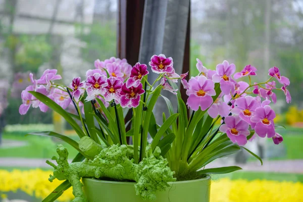 Vackra orkidéer i Keukenhof parken, Lisse, Holland, Nederländerna — Stockfoto