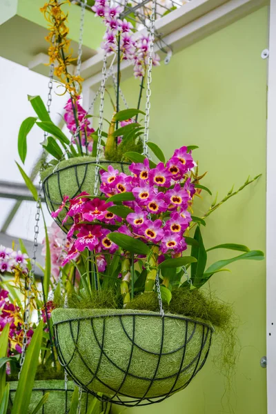 Mooie orchideeën in Keukenhof park, Lisse, Holland, Nederland — Stockfoto