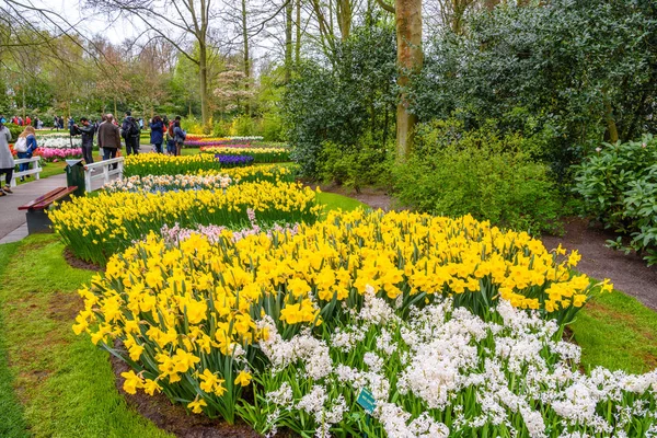 Žluté a bílé narcisy v Keukenhofu park, Lisse, Holland, Nizozemsko. — Stock fotografie