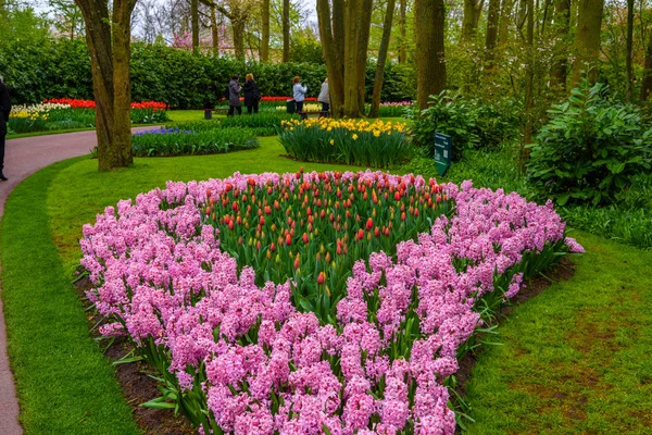 Świeży wczesną wiosną różowy, fioletowy, biały Hiacynt żarówki. Kwietnik z Hiacynty w Keukenhof park, Lisse, Holandia — Zdjęcie stockowe