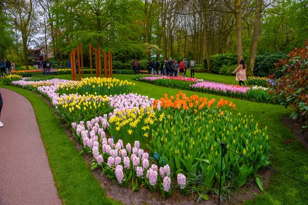 Świeży wczesną wiosną różowy, fioletowy, biały Hiacynt żarówki. Kwietnik z Hiacynty w Keukenhof park, Lisse, Holandia — Zdjęcie stockowe