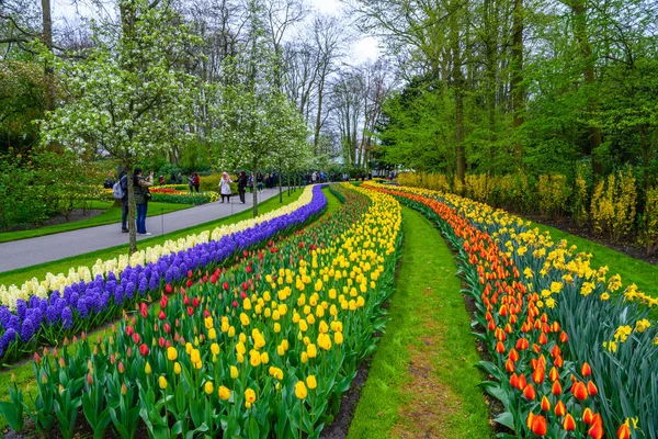 Tuilps та інших квітів у Кекенхоф парк, Lisse, Голландія. — стокове фото