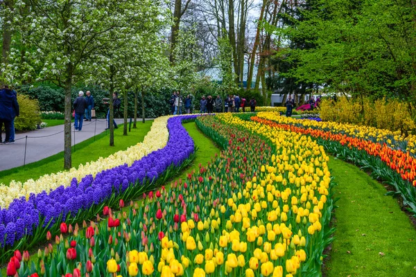 Tuilps та інших квітів у Кекенхоф парк, Lisse, Голландія. — стокове фото