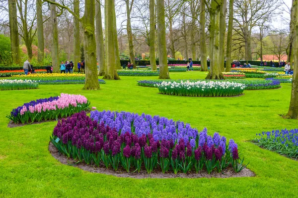 Frescos bulbos de jacinto de color rosa, púrpura y blanco. Parterre con jacintos en Keukenhof park, Lisse, Holanda, Países Bajos — Foto de Stock