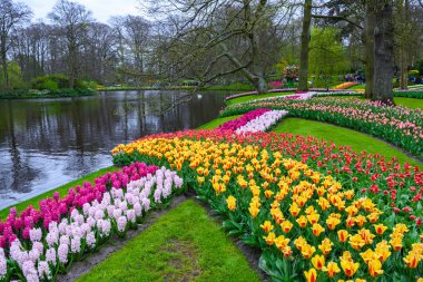 Taze bahar erken pembe, mor, beyaz sümbül soğanı. Flowerbed ile sümbül Keukenhof park, Lisse, Hollanda, Hollanda.