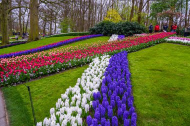Taze bahar erken pembe, mor, beyaz sümbül soğanı. Flowerbed ile sümbül Keukenhof park, Lisse, Hollanda, Hollanda