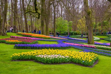 Sarı ve beyaz nergis Keukenhof park, Lisse, Hollanda, Hollanda.
