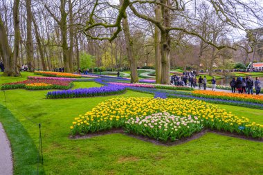 Sarı ve beyaz nergis Keukenhof park, Lisse, Hollanda, Hollanda.