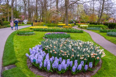 Taze erken bahar bahçe topraklarda yetişen sümbül soğanı, Glayöl ve sümbül. Flowerbed ile sümbül Keukenhof park, Lisse, Hollanda, Hollanda
