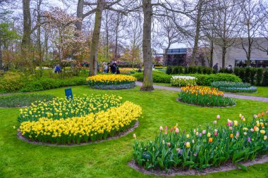 Sarı ve beyaz nergis Keukenhof park, Lisse, Hollanda, Hollanda.