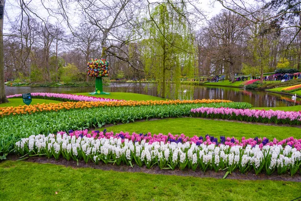 新鲜的早春粉色、 紫色、 白色风信子灯泡。库肯霍夫公园，Lisse，荷兰，荷兰风信子的花坛. — 图库照片