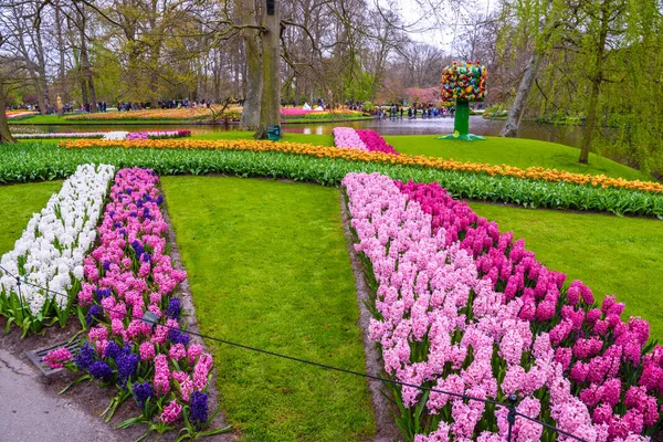 Ранней весной розовые, фиолетовые, белые луковицы гиацинтов. Напольное ложе с гиацинтами в парке Кекенфелд в голландском городе Лиссе . — стоковое фото