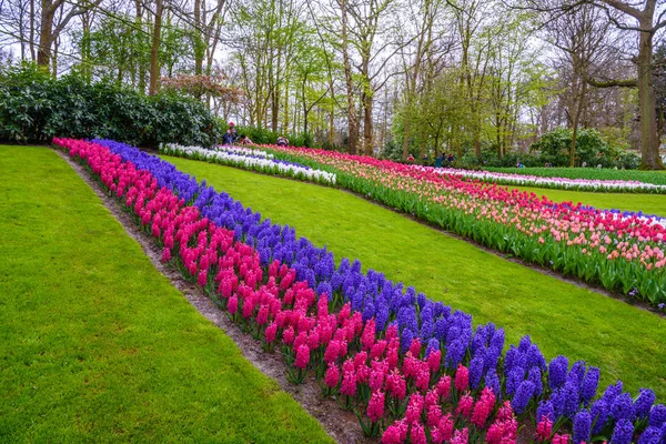 Fresco inizio primavera rosa, viola, bianco giacinto lampadine. aiuola con giacinti nel parco Keukenhof, Lisse, Olanda, Paesi Bassi — Foto Stock