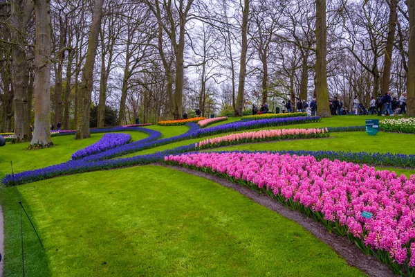 Ранней весной розовые, фиолетовые, белые луковицы гиацинтов. Напольное ложе с гиацинтами в парке Кекенфелд в голландском городе Лиссе — стоковое фото
