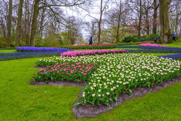 Gula och vita påskliljor i Keukenhof parken, Lisse, Holland, Nederländerna. — Stockfoto