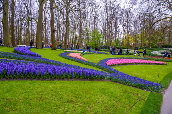 新鮮な早春ピンク、紫、白のヒヤシンスの球根。キューケンホフ公園、リッセ, オランダ, オランダのヒヤシンスと花壇 — ストック写真