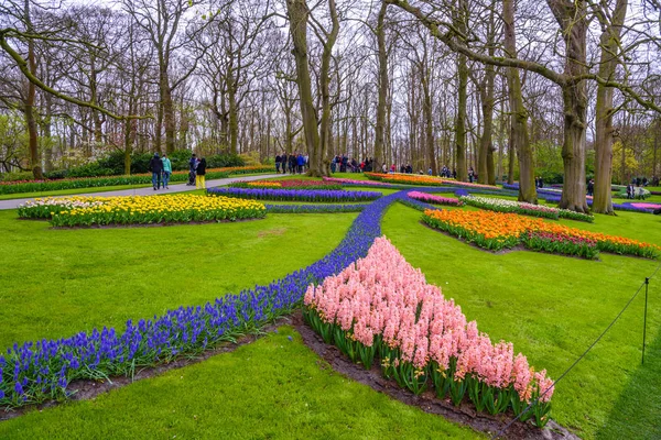 Frische Frühlingszwiebeln in rosa, lila, weißen Hyazinthen. Blumenbeet mit Hyazinthen im Keukenhof Park, lisse, holland, Niederlande — Stockfoto
