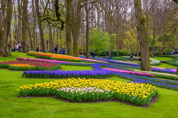 Narcisos amarillos y blancos en Keukenhof park, Lisse, Holanda, Países Bajos . — Foto de Stock