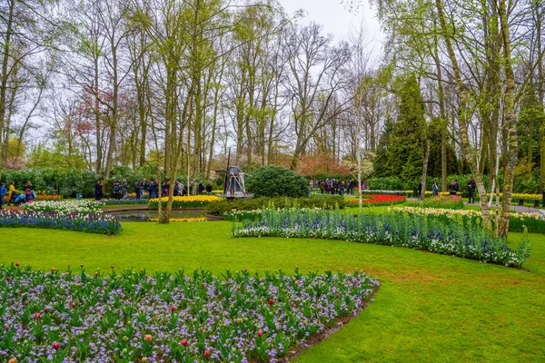 Tulipanes florecientes en Keukenhof park, Lisse, Holanda, Países Bajos — Foto de Stock