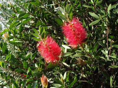 Melaleuca citrina bottlebrush bitki.