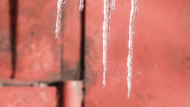 Τήξη icicles. Την άνοιξη. Ήλιος. — Αρχείο Βίντεο