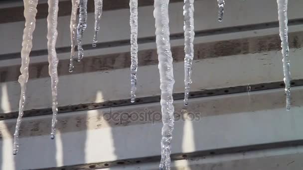 Τήξη icicles. Την άνοιξη. Ήλιος. — Αρχείο Βίντεο