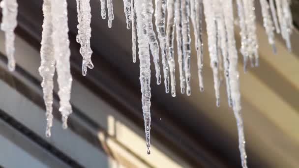 Τήξη icicles. Την άνοιξη. Ήλιος. — Αρχείο Βίντεο