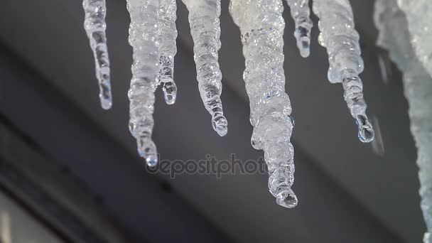 Τήξη icicles. Την άνοιξη. Ήλιος. — Αρχείο Βίντεο