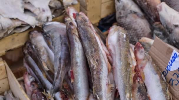 Peixes congelados no mercado — Vídeo de Stock