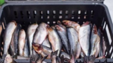 dondurulmuş balık pazarında