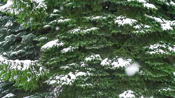 Снегопад на фоне елки — стоковое видео