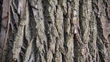 Kavak kabuk dokusu. Sonbahar