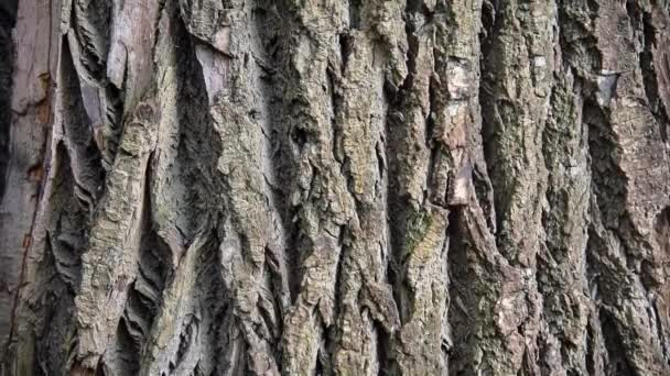 Poplar Bark Texture Autumn — Stock Video