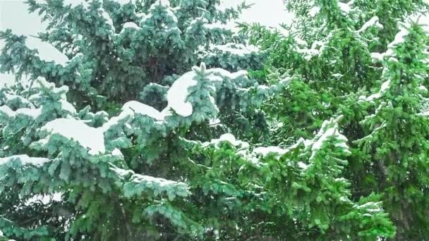 Schneefall Vor Dem Hintergrund Von Tanne Und Blaufichte — Stockvideo