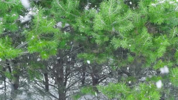 Floresta Pinheiro Uma Queda Neve Inverno — Vídeo de Stock