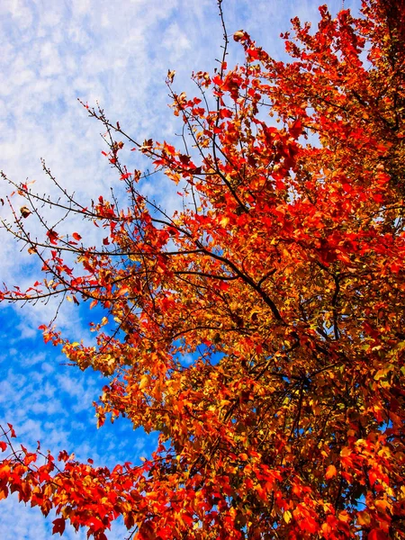 Красный и желтый листья — стоковое фото