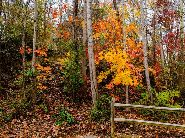 Schöne Herbstblätter Den Bäumen — Stockfoto