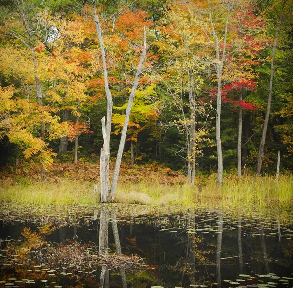 Réflexions d'automne — Photo