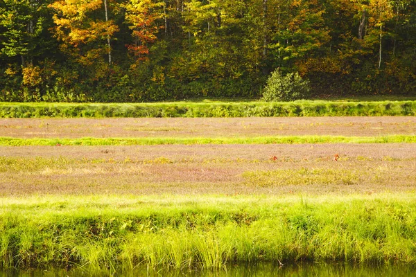 Recoltarea de afine. Cranberry Field — Fotografie, imagine de stoc