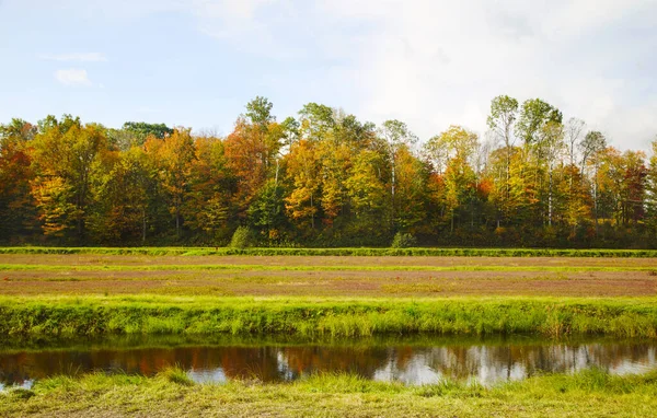 Recoltarea de afine. Cranberry Field — Fotografie, imagine de stoc