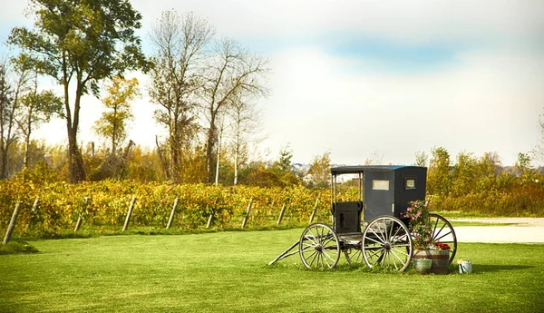 Landscape of vineyard, nature background — Stock Photo, Image