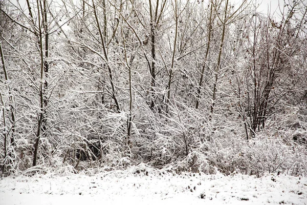 Día de invierno en el bosque con árboles nevados . — Foto de Stock