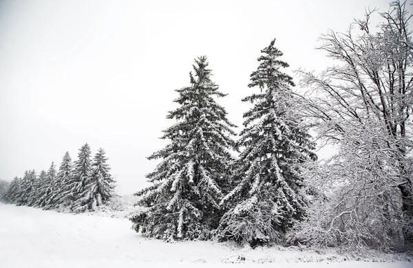 Día de invierno en el bosque con árboles nevados. Conífero cubierto de nieve — Foto de Stock