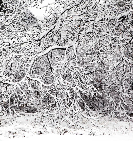 Snow-covered branches trees in winter. — Stock Photo, Image