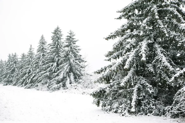 Árboles de coníferas cubiertos de nieve en invierno. Día de nieve — Foto de Stock