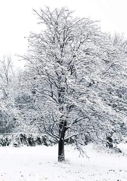 Día de invierno en el bosque con árboles nevados — Foto de Stock